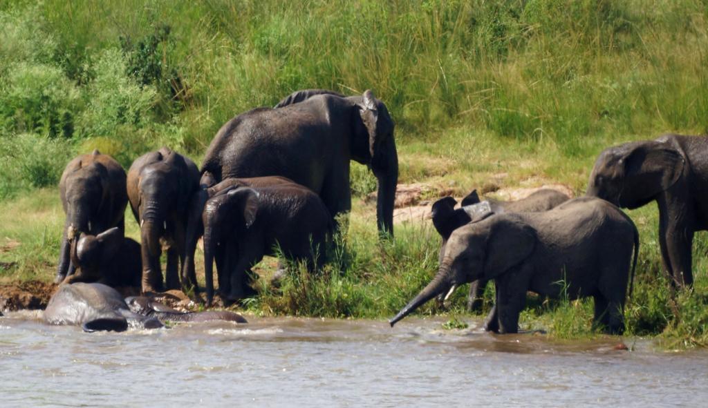 Tau @ Kruger Villa Marloth Park Cameră foto