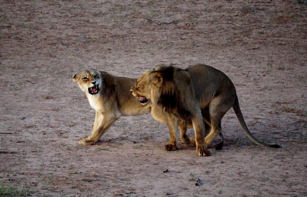 Tau @ Kruger Villa Marloth Park Cameră foto