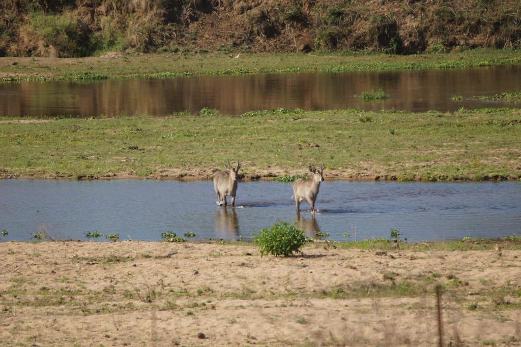 Tau @ Kruger Villa Marloth Park Exterior foto
