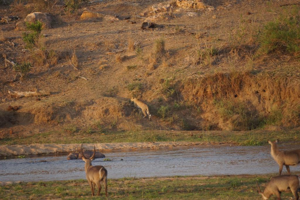 Tau @ Kruger Villa Marloth Park Exterior foto
